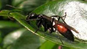 Osy země, jak se zbavit